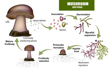 盐源野生蘑菇有哪些?野生蘑菇與人類生活息息相關